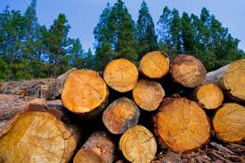 Border Timbers secures funding for biomass project