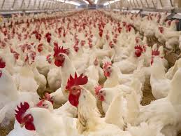 Several plans hatching to mitigate chicken shortage in SA