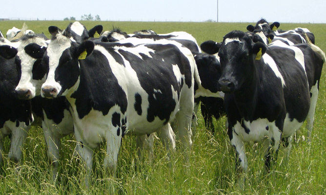 Dairibord boosts beef diary project in Chipinge