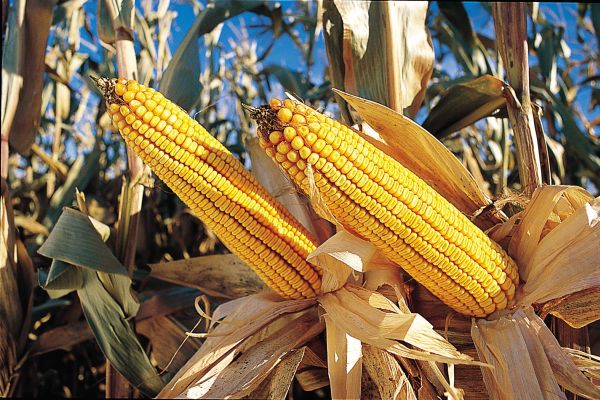 Zimbabwe imports GMO maize