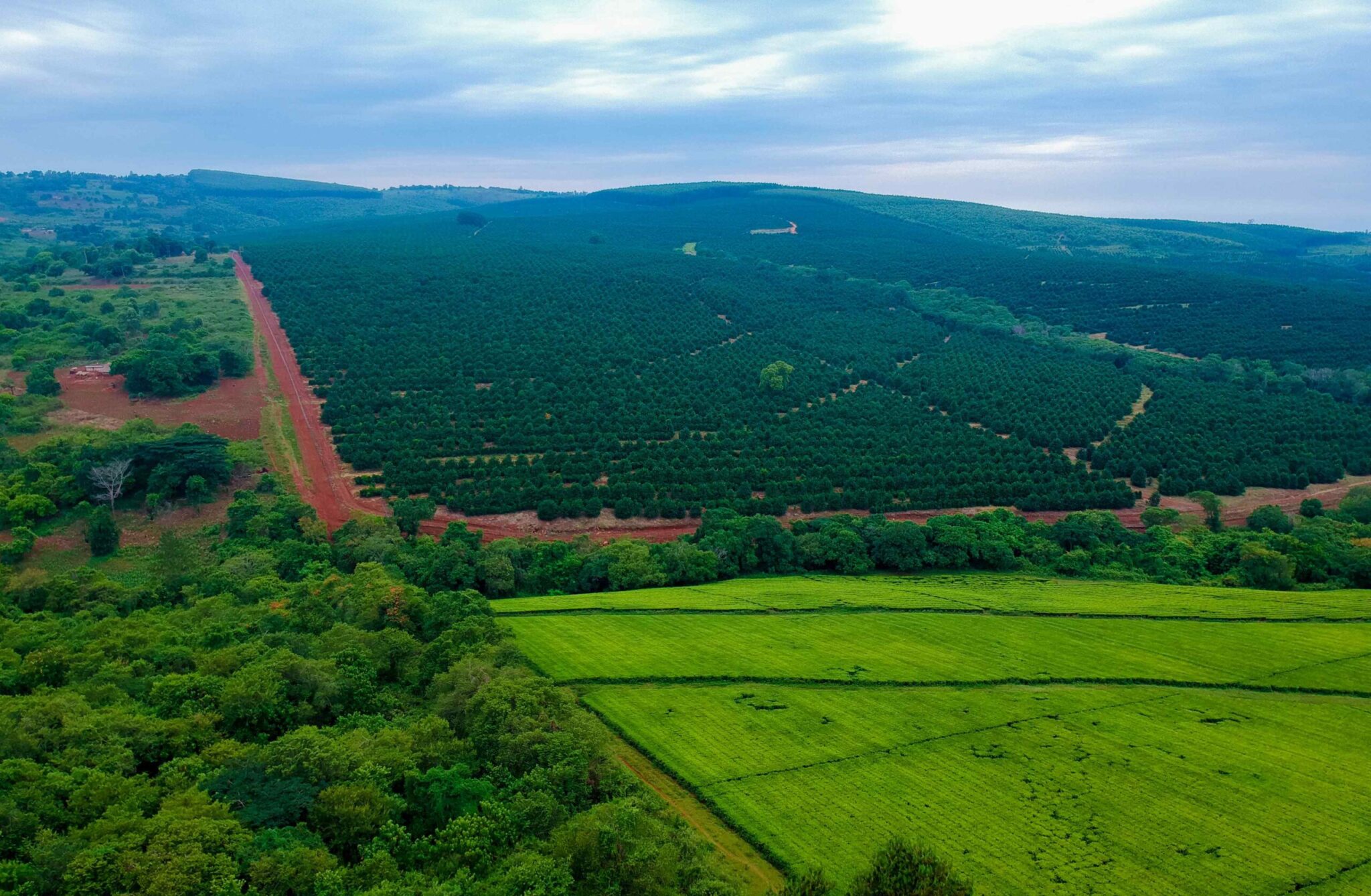 Tanganda spreads its wings in the region | BusinessLive