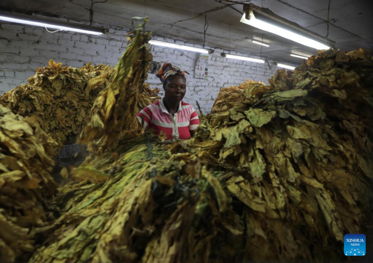 Zimbabwe gears up for 2024 tobacco marketing season