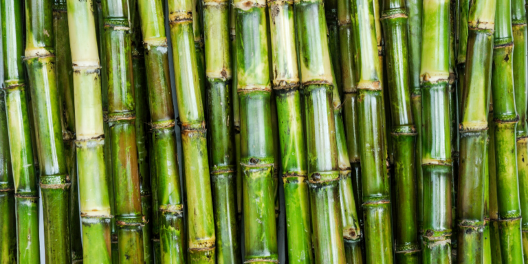 Government sets sugar cane price