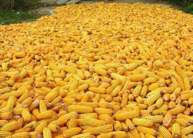 Zimbabwe to get 300 000-ton corn delivery to aid drought impact