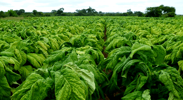 Tobacco harvesting begins, high quality leaf expected