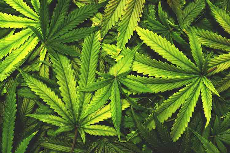 Liberalise cannabis sector, govt told