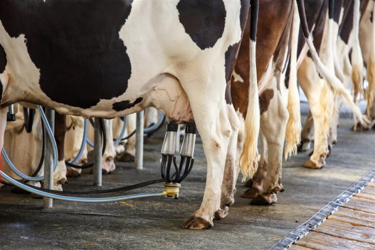 Government sets eyes on 220m litres of milk in 2025