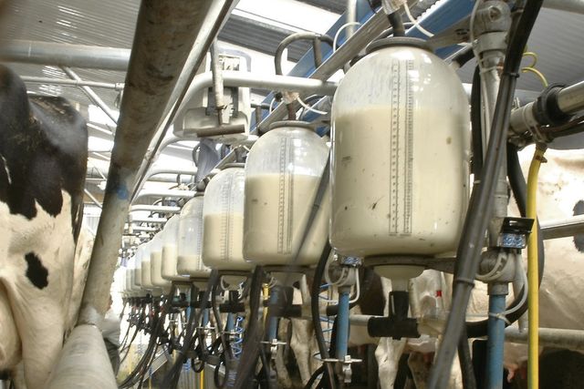 Financing challenges inhibit dairy sector