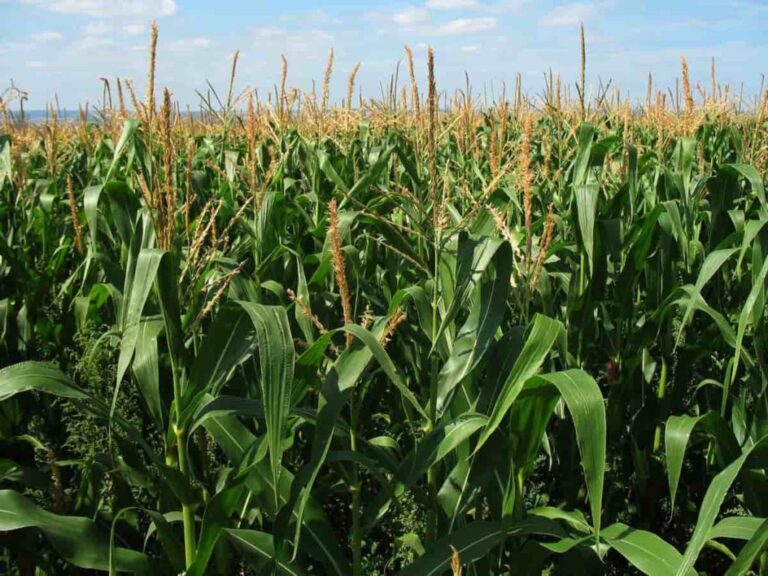 1,8m Ha maize crop targeted for new season