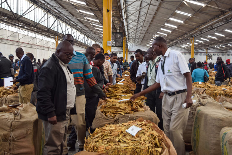 Tobacco marketing season to commence on march 5