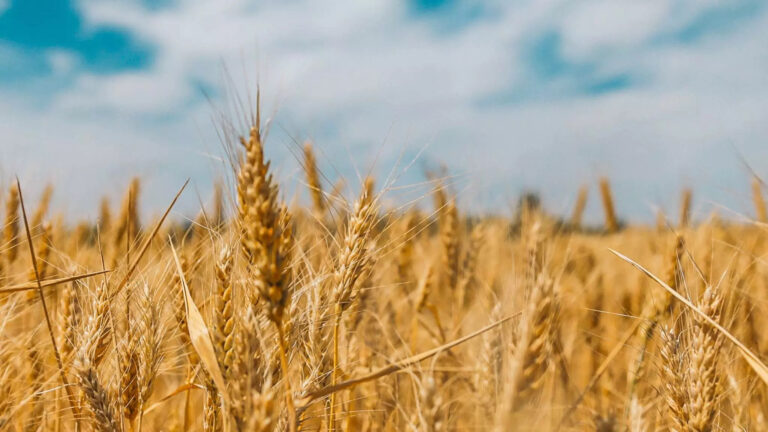 Bumper wheat crop expected