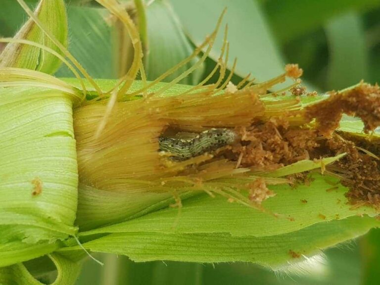 New strategies to deal with fall armyworm