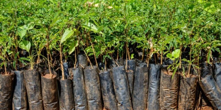 Promote afforestation — TIMB