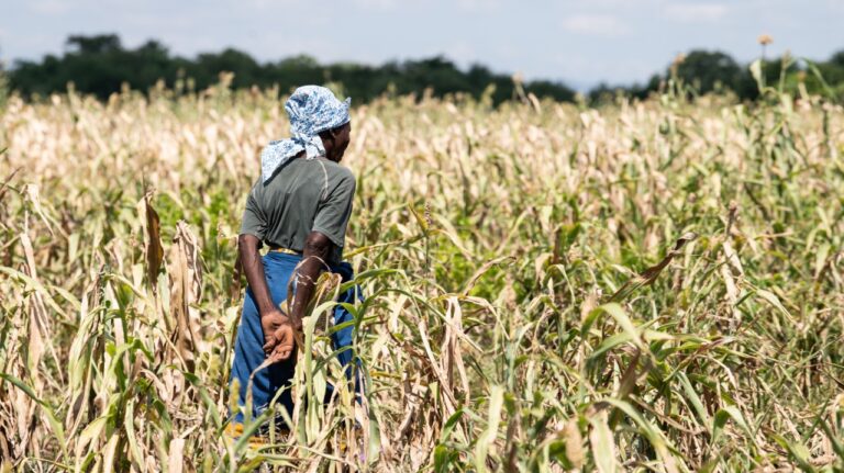 Farmers lose US$360m to El nino: FAO