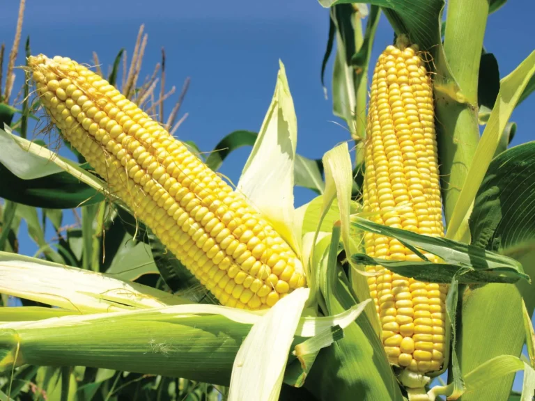 65% maize crop in good condition