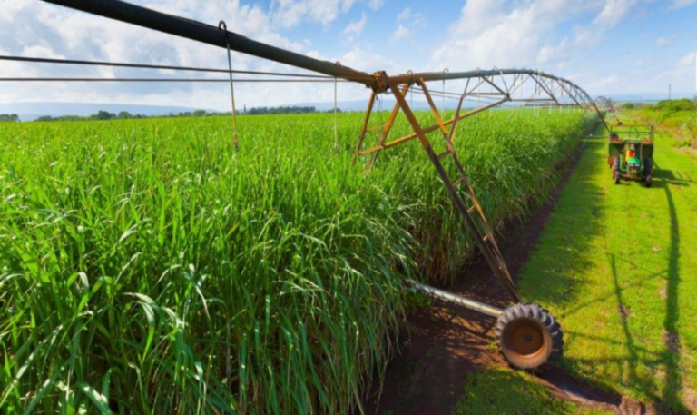 Sugar industry faces critical challenges