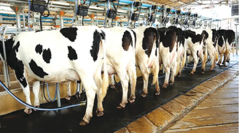 Dairy sector sees growth