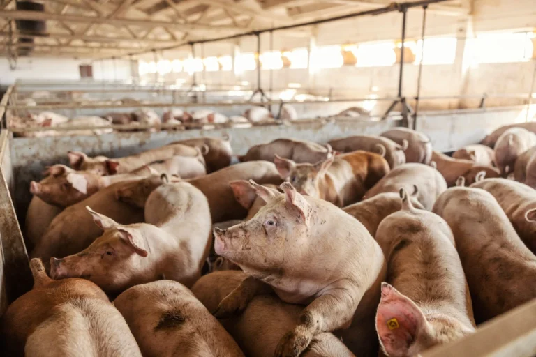 High costs cripple pig industry