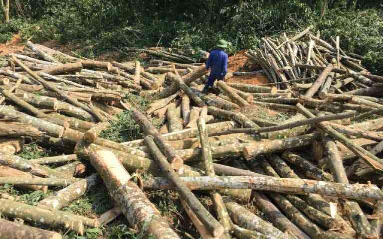 Illegal tree harvesters put on notice