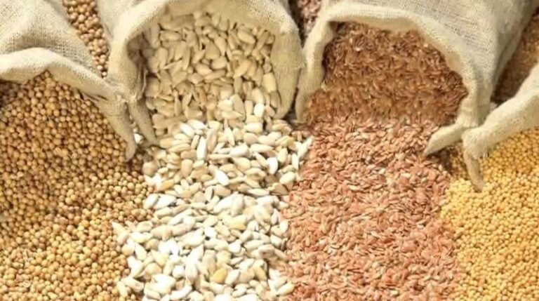 ‘Fake seeds threaten food security’