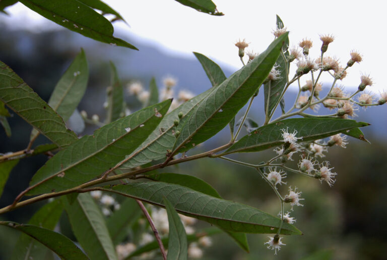 Invasive alien species threaten food security